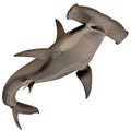 Hammerhead Shark