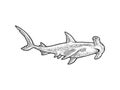 Hammerhead shark sketch vector illustration