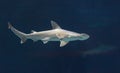 Hammerhead shark, Sphyrna lewini