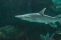 Hammerhead shark, Sphyrna lewini