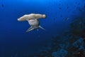 Hammerhead Shark, Wolf Island, Galapagos