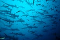 Hammerhead sharks Royalty Free Stock Photo