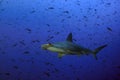 Hammerhead shark swimming in the blue waters, Darwin Arch, Galapagos