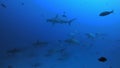 Hammerhead sharks schooling at Darwin Arch, Galapagos