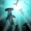 Hammerhead Sharks Underwater Royalty Free Stock Photo