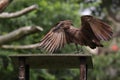 Hammerhead Stork Royalty Free Stock Photo