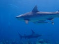 Hammerhead and Tiger shark, bahamas. Underwater photography, scuba diving Royalty Free Stock Photo