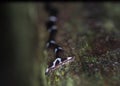 Hammerhead Worm Bipalium sp. Gunung Mulu, Borneo Royalty Free Stock Photo