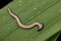 Hammerhead Worm from Borneo Royalty Free Stock Photo