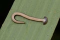 Hammerhead Worm from Borneo Royalty Free Stock Photo