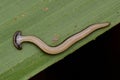 Hammerhead Worm from Borneo