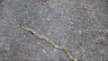 Hammerhead Worm crawling on street