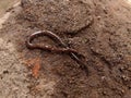 a hammerhead worm Royalty Free Stock Photo