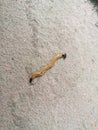 Hammerhead worm