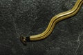 Hammerhead Worm,Land Planaria, Bipalium Kewense