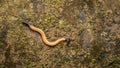 Hammerhead worm Royalty Free Stock Photo