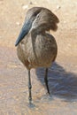Hammerkop Royalty Free Stock Photo