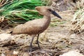 Hammerkop Royalty Free Stock Photo