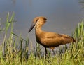 Hammerkop Royalty Free Stock Photo