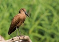 Hammerkop Royalty Free Stock Photo