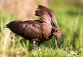 Hammerkop Royalty Free Stock Photo