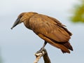 Hammerkop bird Royalty Free Stock Photo
