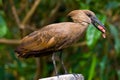 Hammerkop bird Royalty Free Stock Photo