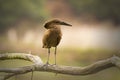 Hammerkop Royalty Free Stock Photo