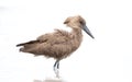Hammerkop, Botswana Royalty Free Stock Photo
