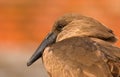 Hammerkop Closeup Royalty Free Stock Photo