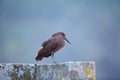 Hammerkop or Hammerhead Royalty Free Stock Photo