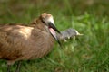 Hammerkop Kill Royalty Free Stock Photo