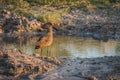 Hammerkop by muddy water hole at dusk Royalty Free Stock Photo