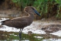 Hammerkop Royalty Free Stock Photo