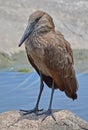 Hammerkop Stork Royalty Free Stock Photo