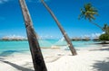 Hammock on beach with palm trees in Bora Bora