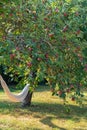 Hammock under an apple tree