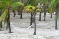 Hammocks tied to palm trees in a tropical island Royalty Free Stock Photo