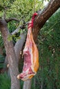 Hammon pork leg on the tree branch Royalty Free Stock Photo