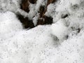 Snow fleas are tiny insects visible on winter snow in FingerLakes NYS