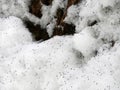 Snow fleas are tiny insects visible on winter snow in FingerLakes NYS Royalty Free Stock Photo