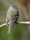 Hammond's Flycatcher Royalty Free Stock Photo