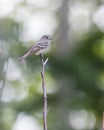 Hammond`s Flycatcher Perched Royalty Free Stock Photo