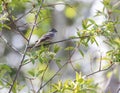 Hammond`s Flycatcher Perched Royalty Free Stock Photo