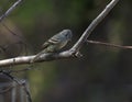 Hammond`s Flycatcher Perched Royalty Free Stock Photo