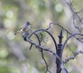 Hammond`s Flycatcher Perched Royalty Free Stock Photo