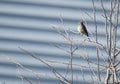 Hammond's Flycatcher perched Royalty Free Stock Photo