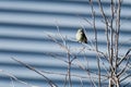 Hammond& x27;s Flycatcher eye contact Royalty Free Stock Photo