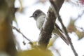 Hammonds Flycatcher bird Royalty Free Stock Photo