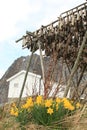 Hamnoy's rorbu, narcissus and stockfish